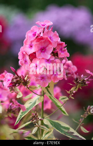 Phlox paniculata 'Becky Towe' Banque D'Images