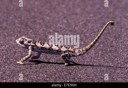 CHAMELEON TRAVERSANT UNE ROUTE EN NAMIBIE Banque D'Images