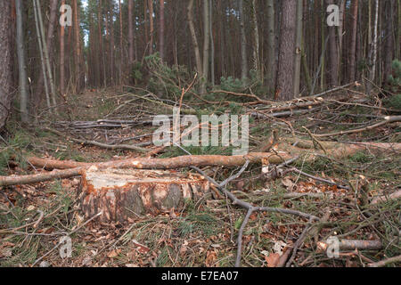 La récolte de bois, feldberger seenlandschaft, Feldberg, mecklenburg-vorpommern, Allemagne Banque D'Images