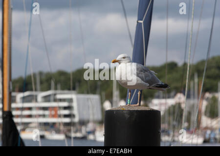 Mouette sur perche, vue sur Flensburg, Schleswig-Holstein, Allemagne Banque D'Images