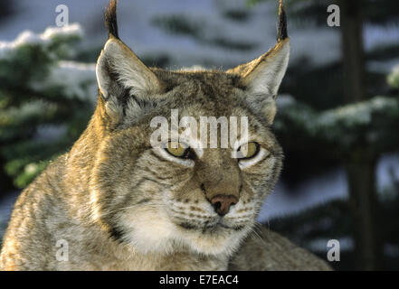 LYNX BORÉAL DANS LES PINS AVEC UN PORTRAIT DE LA NEIGE Banque D'Images