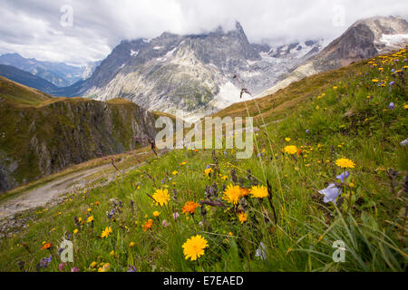 Fleurs des Alpes en face de l'éloignent rapidement le glacier de Pré de Bar dans le Mont Blanc, en Italie. La recherche a montré qu'en tant que Banque D'Images