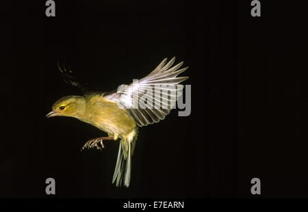 CHAFFINCH femelles capturées EN VOL AVEC FLASH HAUTE VITESSE Banque D'Images