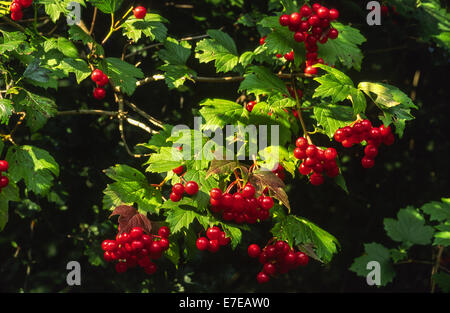 ROSE GUELDER BUSH et baies rouges Viburnum opulus Banque D'Images