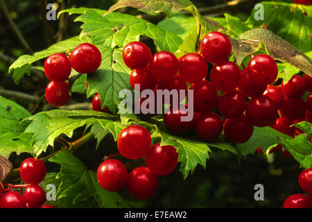 GUELDER ROSE [ Viburnum opulus ] FRUITS ROUGES ET DE FEUILLES DANS une haie AU PAYS DE GALLES Banque D'Images