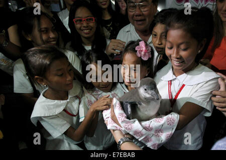 Manille, Philippines. 15 Sep, 2014. Étudiants à réaliser les 2 mois bébé manchot de Humboldt à l'Ocean Park de Manille à Manille, Philippines, le 15 septembre 2014. Les 3,5 kilo-oiseau est le premier manchot de Humboldt jamais née aux Philippines. Credit : Rouelle Umali/Xinhua/Alamy Live News Banque D'Images