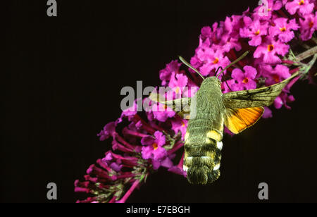 Sphynx COLIBRI NECTAR POTABLE À PARTIR D'UN BUDDLEIA FLOWER Banque D'Images