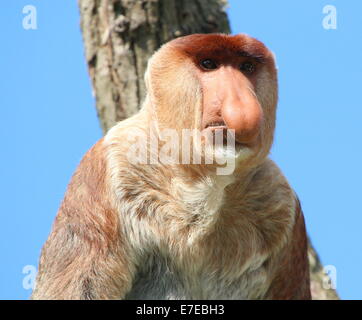 L'Asie du Sud-Est hommes mûrs ou Proboscis Monkey long nez (Nasalis larvatus) gros plan de la tête Banque D'Images