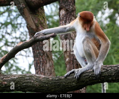 Les jeunes d'Asie du sud-est de sexe masculin ou Proboscis Monkey long nez (Nasalis larvatus) posant dans un arbre Banque D'Images