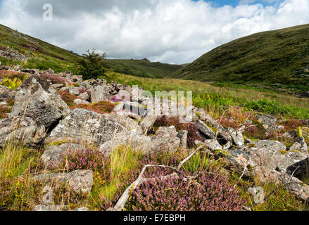 Heather de plus en plus parmi des roches en Tavy Cleave sur le parc national du Dartmoor dans le Devon Banque D'Images