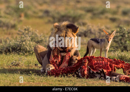 LION AVEC LE PARC D'Etosha, Namibie ZEBRA TUER UN CHACAL REGARDE SUR Banque D'Images