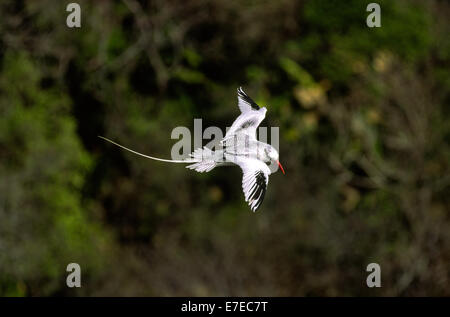 Bec rouge Oiseau (Fregata magnificens) SURVOLANT UNE FORÊT À TOBAGO ANTILLES Banque D'Images