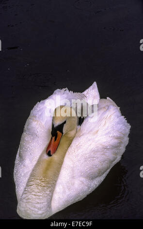 Piscine SWAN DANS LA PLUIE ET COUVERTE DE GOUTTELETTES D'EAU ET SEUL JEUNE CYGNET SUR SON DOS Banque D'Images