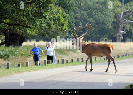 Richmond Park, Londres, UK. 15 septembre 2014. Météo britannique. Un magnifique cerf rouge cerf traverse la route comme un groupe de dames dehors pour une promenade dans le parc, à partir d'une distance. Credit : Julia Gavin UK/Alamy Live News Banque D'Images