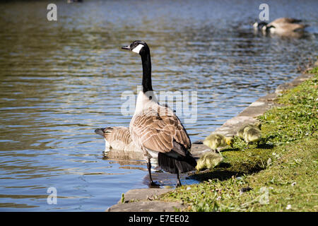 Canada Goose avec gosling sauvages Banque D'Images