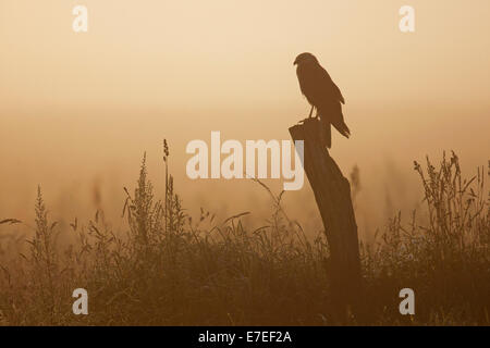 Western marsh harrier / Eurasian busard des roseaux (Circus aeruginosus) perché sur piquet dans le pré au lever du soleil Banque D'Images