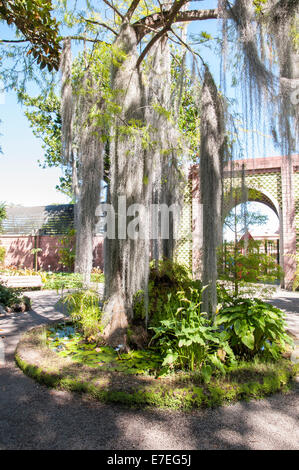 De grands arbres avec de grosses racines dans la jungle Banque D'Images