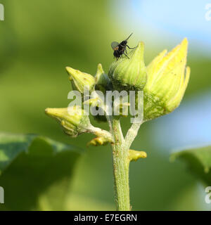 Voler sur vert. Banque D'Images