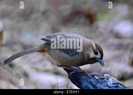 Oiseau brun, White-browed Laughingthrush (Pterorhinus sannio), espèce peu commune de Laughingthrush oiseau, debout sur le côté, journal Banque D'Images