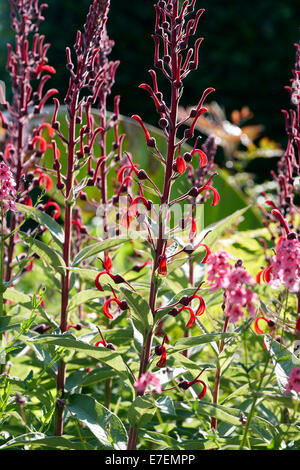 Lobelia tupa - tabac du diable ou Tabaco del diablo Banque D'Images