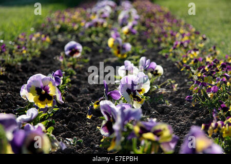 Lit de fleur avec pensées dans park en Avril Banque D'Images