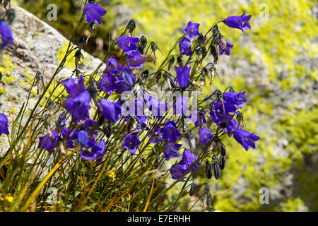 Harebells la montagne et de lichen sur le téléphérique de l'aiguille rouge au-dessus de Chamonix, France. Banque D'Images