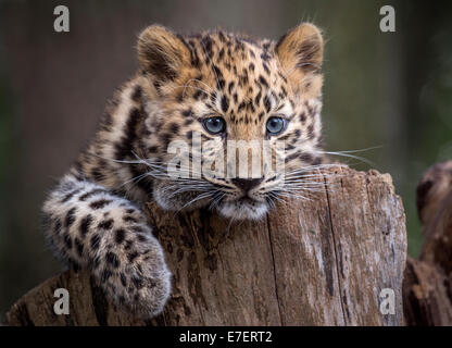 Femme panthère cub sur souche d'arbre Banque D'Images