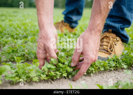 Farmer holding persil plantation biologique. Banque D'Images