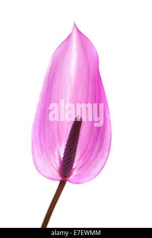 L'Anthurium mauve isolé sur fond blanc Banque D'Images