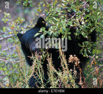 L'ours noir fête joyeusement sur un grand groupe de baies. Banque D'Images