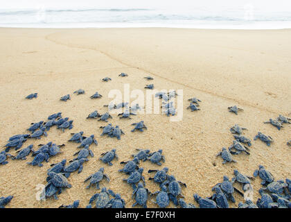 Les jeunes tortues olivâtres tête hors de l'océan Pacifique sur la plage de Ixtapilla, Michoacan au Mexique Banque D'Images