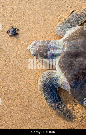 Un adulte de tortues olivâtres se traîne à terre près d'un nouveau-né de Ixtapilla, Michoacan, Mexique. Banque D'Images