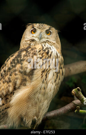 Eagle turkmène d'Amérique, Bubo bubo, au Centre du Monde au Château de Muncaster Owl près de Nether Wasdale, Cumbria, Angleterre Banque D'Images