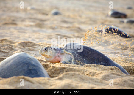 Un adulte de tortues olivâtres creuse dans le sable avant de pondre des œufs en Ixtapilla, Michoacan, Mexique. Banque D'Images