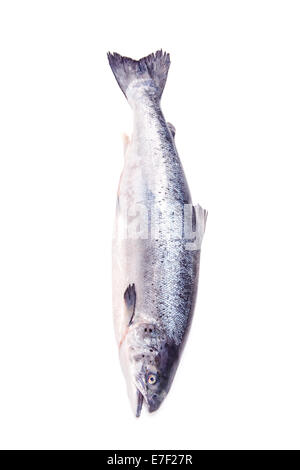 Scottish Atlantic salmon (Salmo solar) Poisson entier, isolated on a white background studio. Banque D'Images