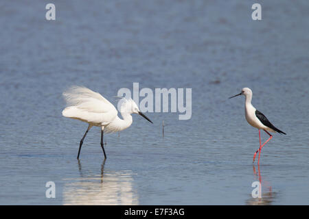 Egretta garzetta Aigrette garzette Seidenreiher Banque D'Images