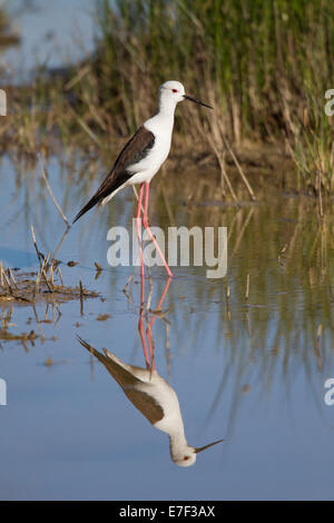 Black-winged Stilt Échasse blanche Himantopus himantopus Stelzenlaeufer commun Banque D'Images