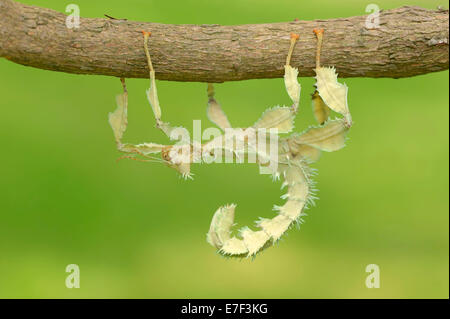 Le Figuier géant (Extatosoma tiaratum Phasme), femme, originaire de l'Australie, captive, Rhénanie du Nord-Westphalie, Allemagne Banque D'Images