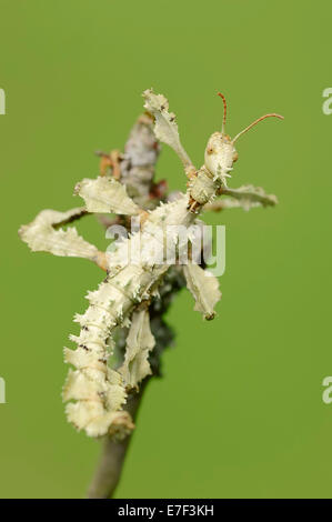 Le Figuier géant (Extatosoma tiaratum Phasme), femme, originaire de l'Australie, captive, Rhénanie du Nord-Westphalie, Allemagne Banque D'Images