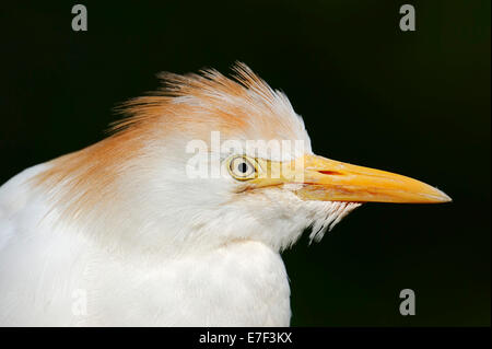 Héron garde-boeufs (Bubulcus ibis), en plumage nuptial, portrait, France Banque D'Images