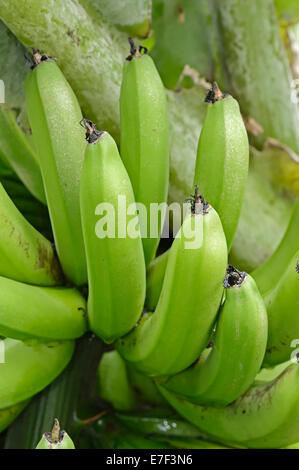 Bananier (Musa paradisiaca, Bananes) Banque D'Images