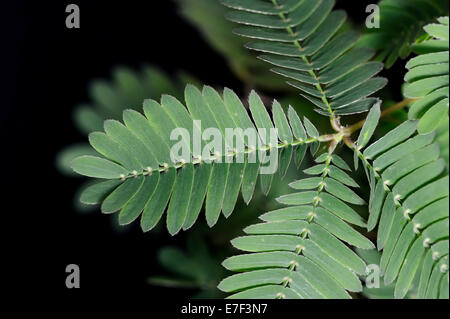 Mimosa, Shameplant ou plante Sensitive (Mimosa pudica) feuilles, originaire de l'Amérique du Sud Banque D'Images