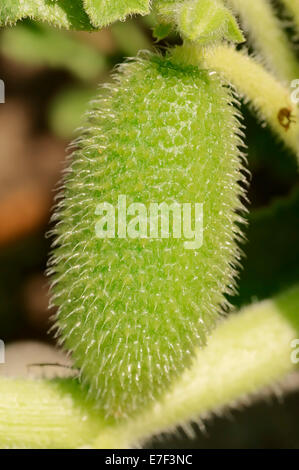 (Ecballium elaterium Squirting Cucumber), fruits, Rhénanie du Nord-Westphalie, Allemagne Banque D'Images