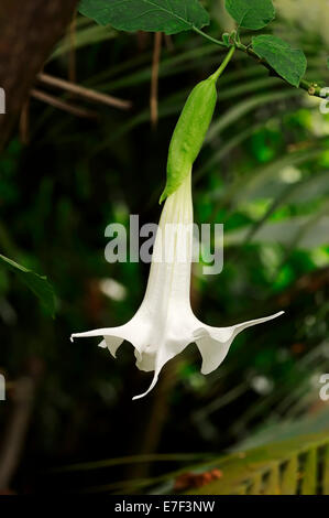 Angel's Trumpet (, Datura arborea Brugmansia arborea), fleur, originaire de l'Amérique du Sud Banque D'Images