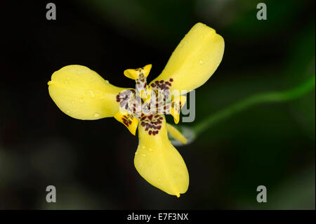 Martinique Trimezia ou iris jaune (Trimezia marche martinicensis), fleur, originaire de l'Amérique du Sud Banque D'Images