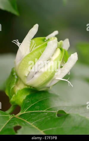 Bluecrown la Passiflore (Passiflora caerulea), Bud, originaire de l'Amérique du Sud Banque D'Images