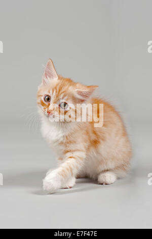 Chat sibérien, chaton, 7 semaines Banque D'Images