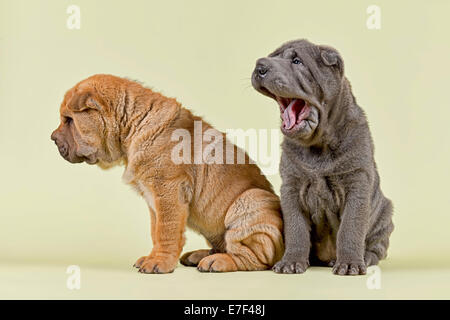 Les chiens Shar Pei, homme, chiots, 8 semaines, couleurs rouge et bleu Banque D'Images