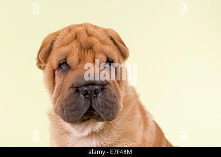 Shar Pei chiot, mâle, 8 semaines, couleur rouge Banque D'Images