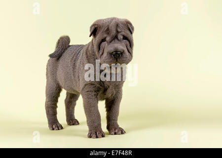 Shar Pei chiot, mâle, 8 semaines, couleur bleu Banque D'Images